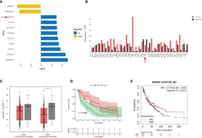 ERAP2 Is Associated With Immune Infiltration and Predicts Favorable Prognosis in SqCLC